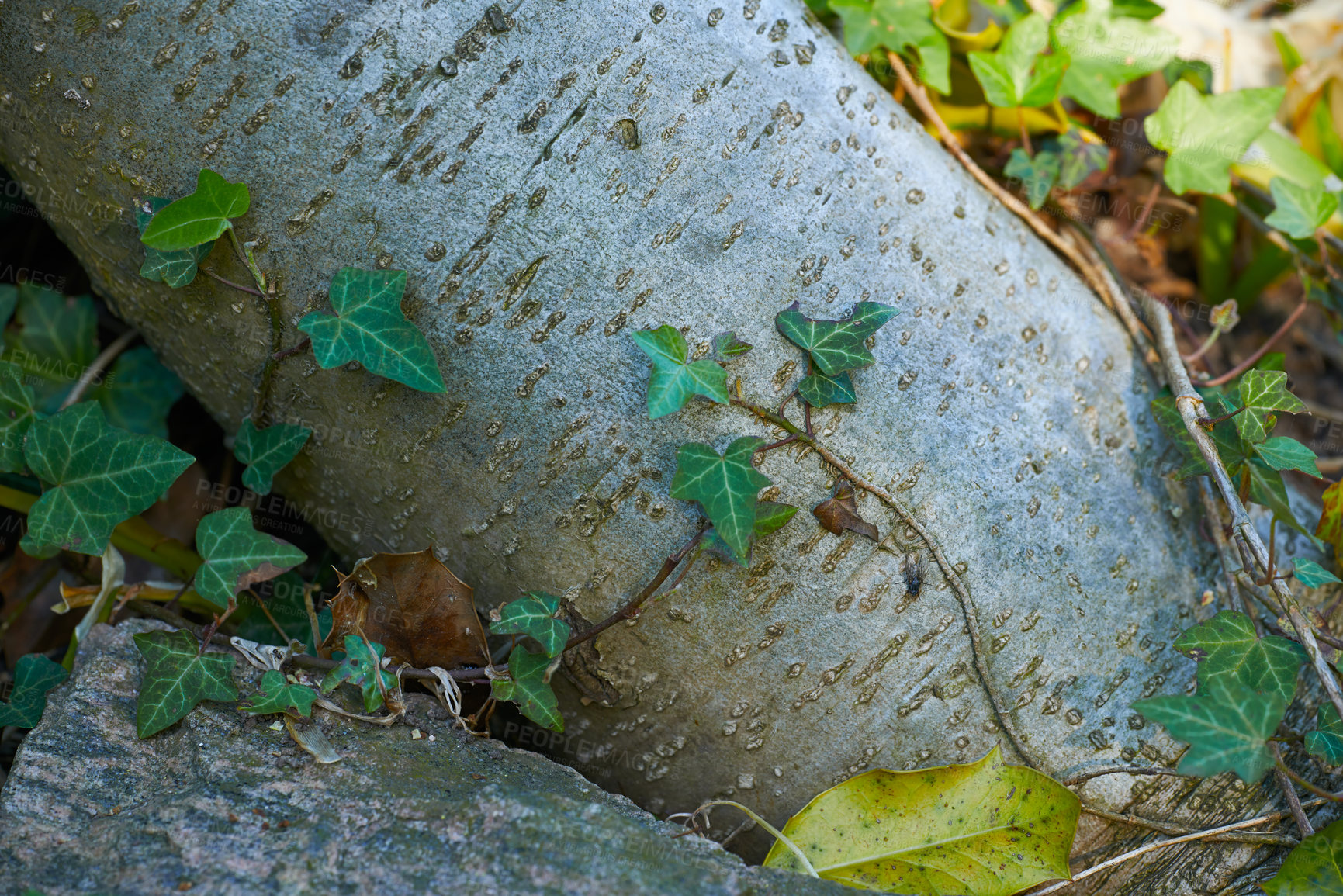 Buy stock photo Closeup of a tree trunk in a forest. Oak bark trees growing with nature in harmony. Macro detail of tranquil growth in a zen, quiet jungle. Soothing nature with fresh air, patterns and texture