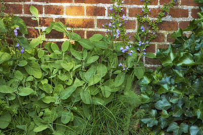 Buy stock photo View of fresh parsley, thyme, coriander and basil growing in a vegetable garden at home. Texture detail of vibrant and lush cooking aroma herbs blooming and sprouting in bushes and shrubs in backyard