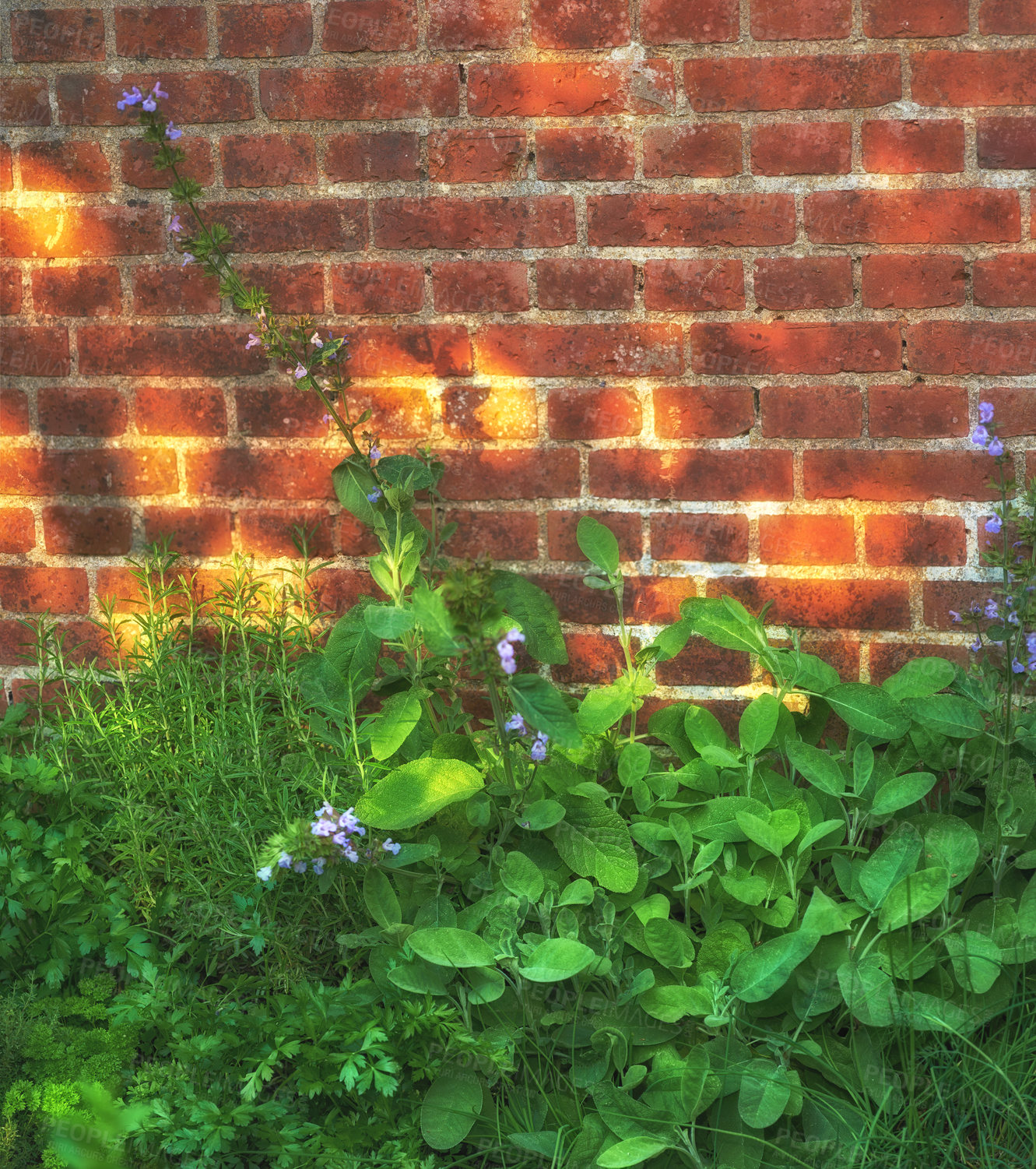 Buy stock photo Green Ajuga plants growing against a brick wall in the afternoon. Wild purple bugleweed herbs or flowers used as herbal medicine flourishing in a lush garden or or backyard in summer