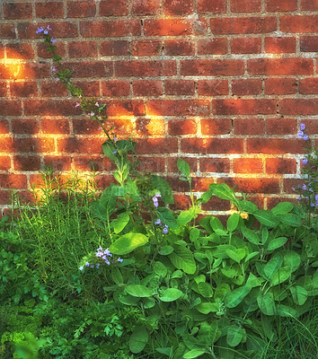 Buy stock photo Green Ajuga plants growing against a brick wall in the afternoon. Wild purple bugleweed herbs or flowers used as herbal medicine flourishing in a lush garden or or backyard in summer