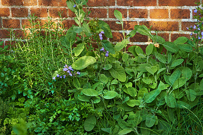 Buy stock photo Purple cranesbill flowers growing in a garden. Colorful perennial flower heads blooming in spring. Vibrant and decorative gardening flower plants contrasting in a bright green park or a backyard