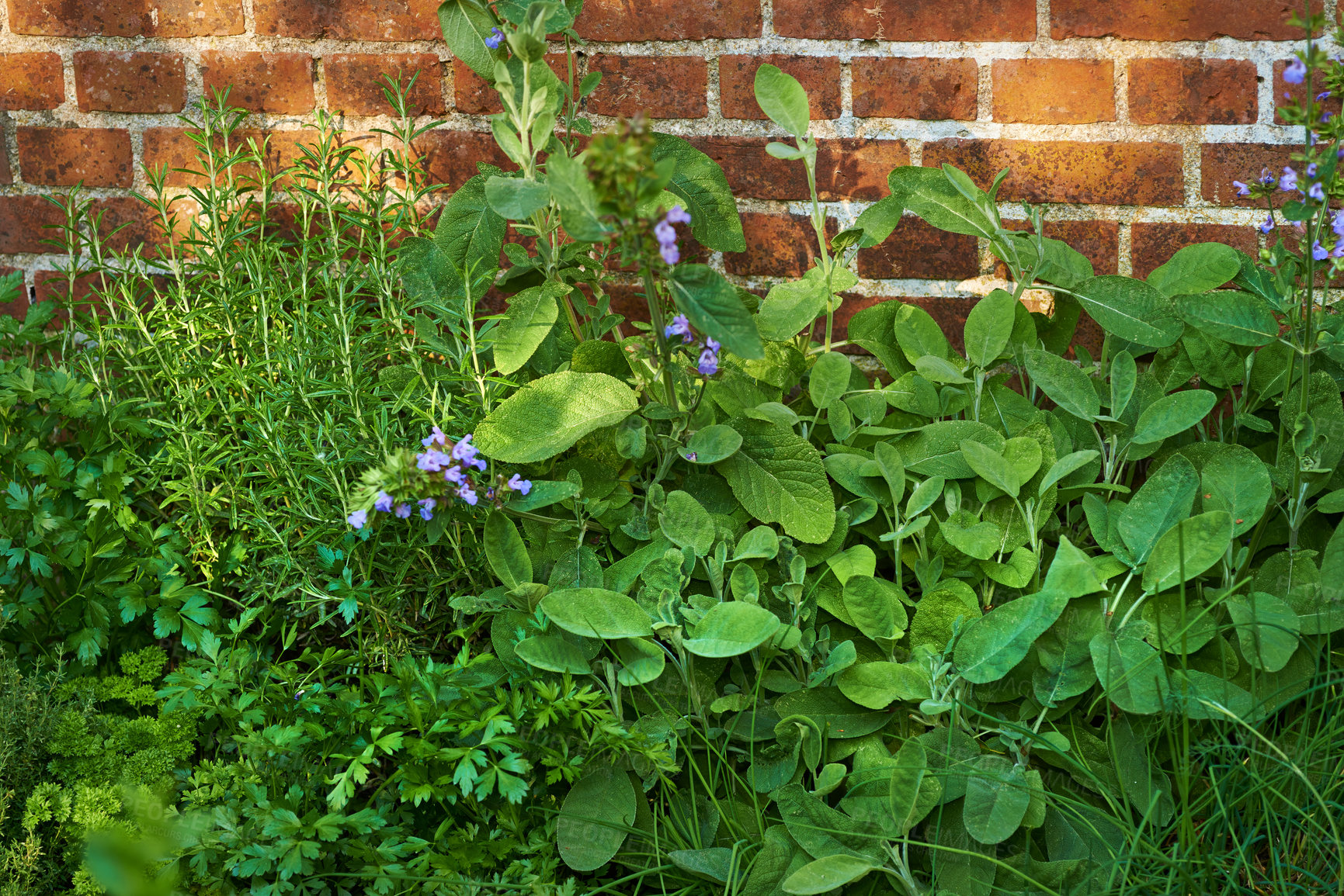 Buy stock photo Purple cranesbill flowers growing in a garden. Colorful perennial flower heads blooming in spring. Vibrant and decorative gardening flower plants contrasting in a bright green park or a backyard