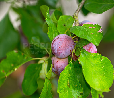 Buy stock photo Closeup of purple plums growing on a green plum tree branch in a home garden. Texture detail of group of healthy, sweet fruit hanging from a vibrant stem in a backyard. Pitted fruits used for dessert