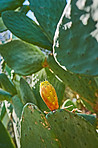 Cactus life - outdoor