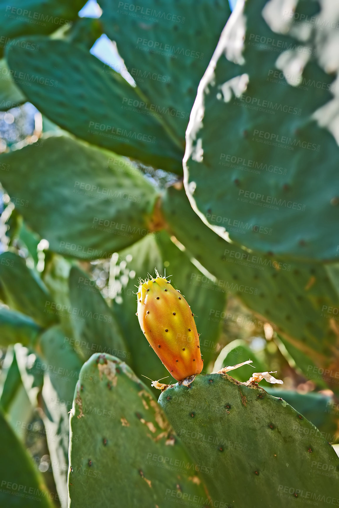 Buy stock photo Prickly Pear Cactus  - outdoor image from Spain