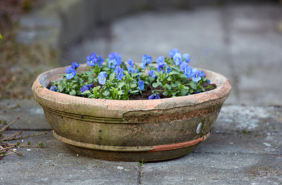 Buy stock photo Pansies in the garden