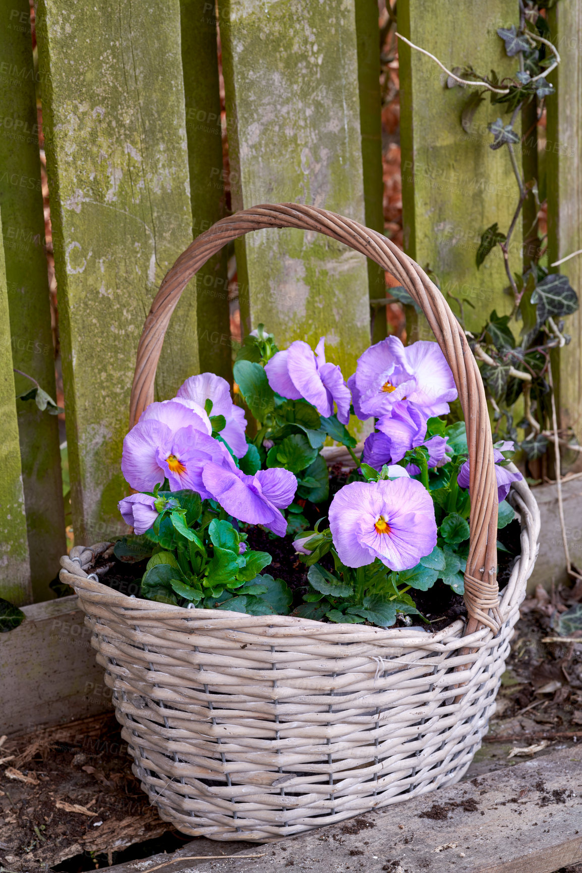 Buy stock photo Pansies in the garden