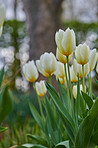 Tulips in my garden