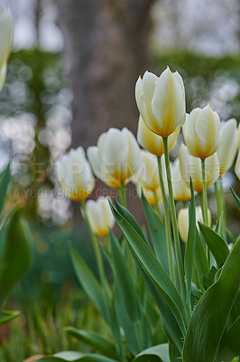 Buy stock photo Beautiful tulips in my garden in early springtime