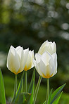 Tulips in my garden