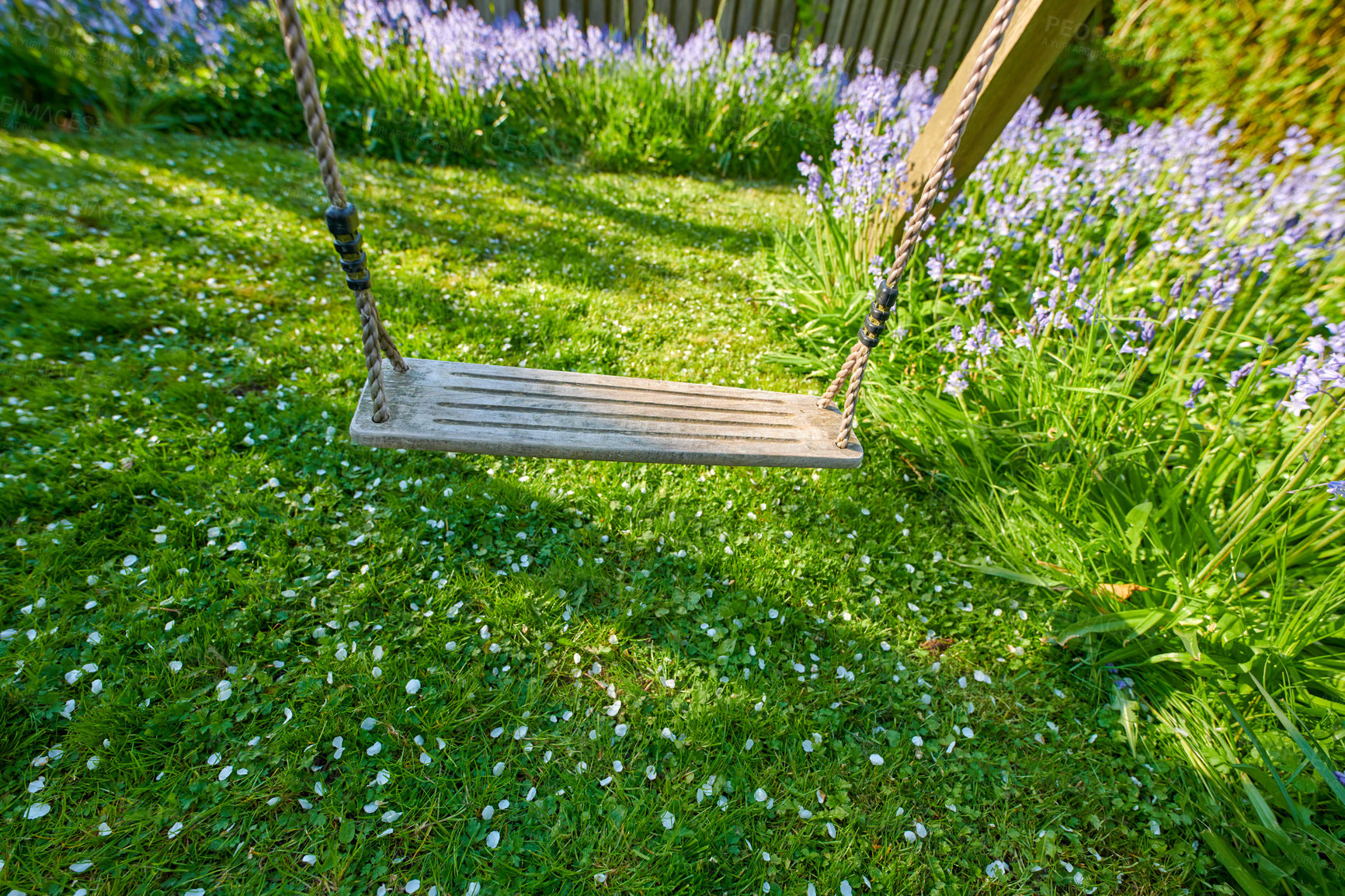 Buy stock photo An empty wooden swing in a garden. A simple hanging rope seat on a lawn for fun leisure or relaxation. Beautiful green grass backyard or flower park with an outdoor swinging seat to play on in summer