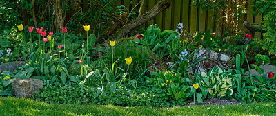 Buy stock photo Wide angle of a colorful flower garden with various plants. Lush green flowerbed with tulips and bluebells on a lawn in a backyard. Vibrant nature scene of flowering bushes in spring for copy space