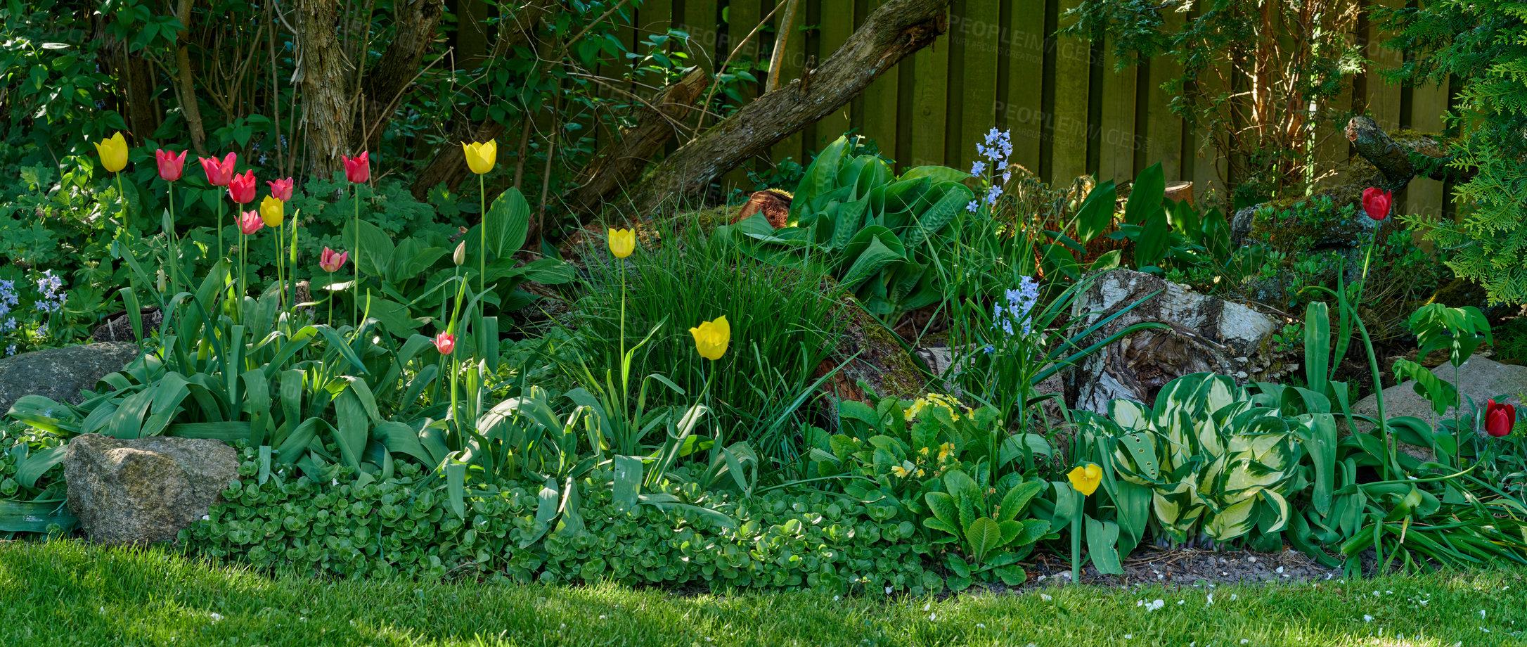 Buy stock photo Wide angle of a colorful flower garden with various plants. Lush green flowerbed with tulips and bluebells on a lawn in a backyard. Vibrant nature scene of flowering bushes in spring for copy space