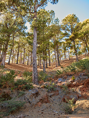 Buy stock photo Landscape of fir, cedar, pine trees growing in quiet misty, foggy woods. Green coniferous forest in remote countryside mountains in La Palma, Canary Islands, Spain. Environmental nature conservation