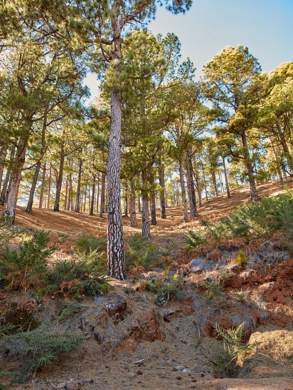 Buy stock photo Landscape of fir, cedar, pine trees growing in quiet misty, foggy woods. Green coniferous forest in remote countryside mountains in La Palma, Canary Islands, Spain. Environmental nature conservation