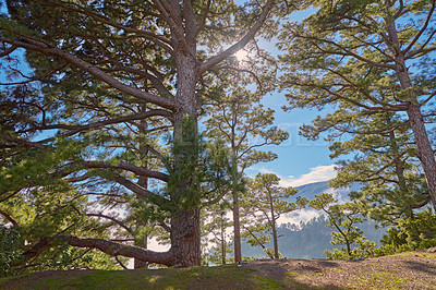 Buy stock photo Scenic view of palm trees and blue sky with clouds and copy space in Santa Cruz de La Palma, Spain. The tropical landscape of Pine forests in the mountains of La Palma, Canary Islands, Spain