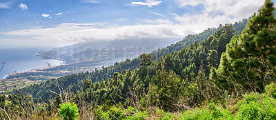 Buy stock photo Landscape of cedar pine trees growing in mountain woods of La Palma, Canary Islands, Spain. Green coniferous forest in remote countryside overlooking a coastal city. Environmental nature conservation