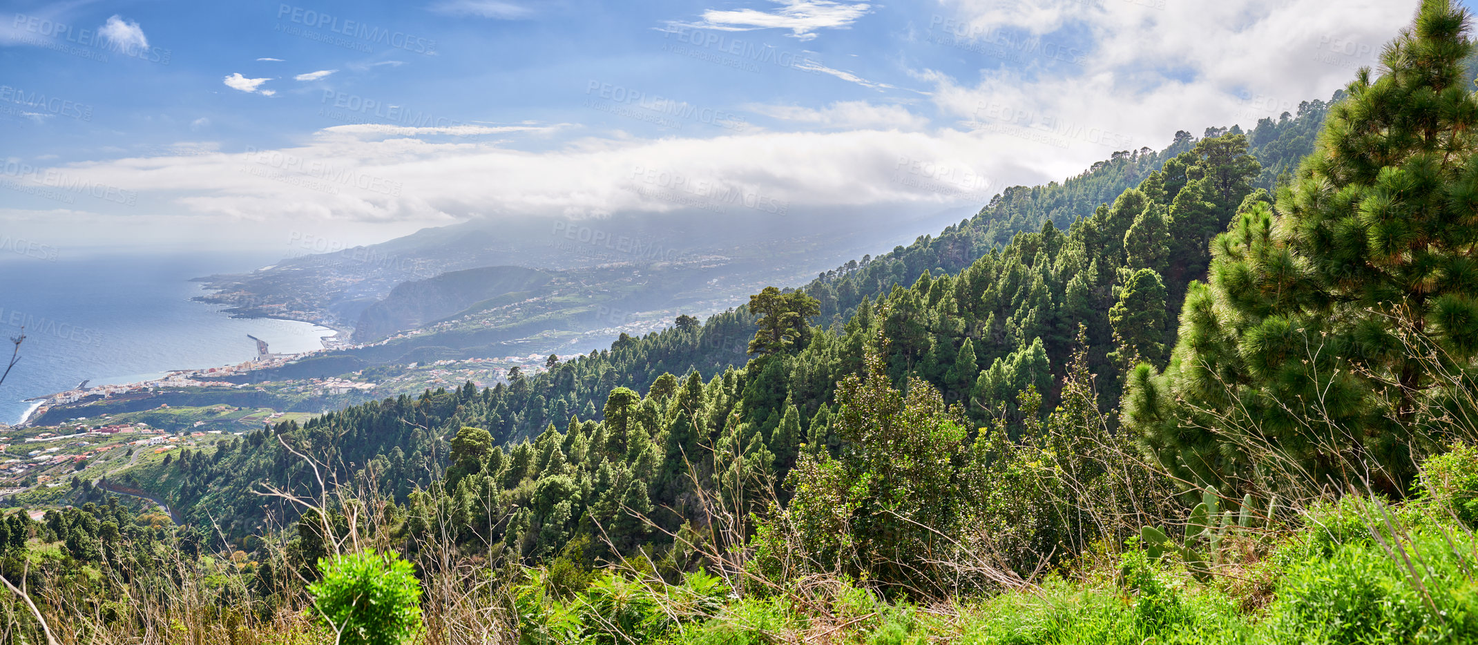 Buy stock photo Landscape of cedar pine trees growing in mountain woods of La Palma, Canary Islands, Spain. Green coniferous forest in remote countryside overlooking a coastal city. Environmental nature conservation