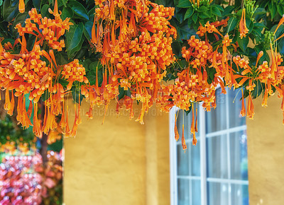 Buy stock photo Closeup of pyrostegia venusta flowers blossoming, blooming and hanging from a green tree. Delicate fresh flamevine plants from Santa Cruz de La Palma, Spain. Vibrant tropical horticulture in backyard