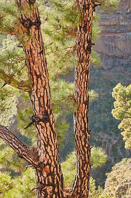 Buy stock photo Scenic view of pine trees and rocky, rough terrain and copy space in Santa Cruz de La Palma, Spain. The tropical landscape of Pine forests in the mountains of La Palma, Canary Islands, Spain