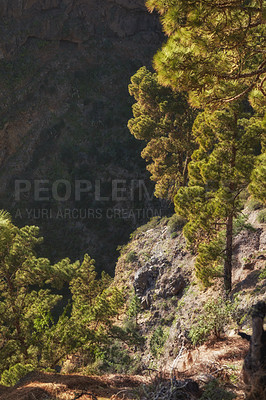 Buy stock photo Landscape of pine forest in mountains on sunny day outside with copy space in Spain. Lush green trees in secluded woods. Peaceful isolated hiking and tourist destination in La Palma on Canary Islands