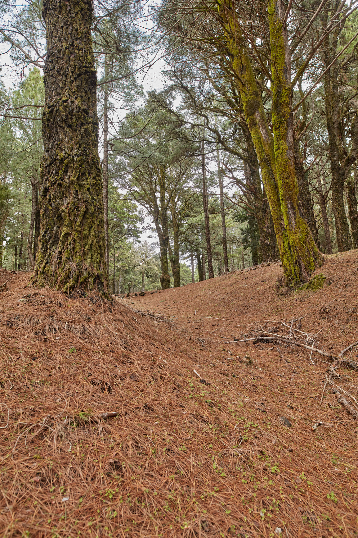 Buy stock photo Scenic view of pine trees in a forest with copy space in Santa Cruz de La Palma, Spain. The tropical landscape of Pine wilderness in the mountains of La Palma, Canary Islands, Spain