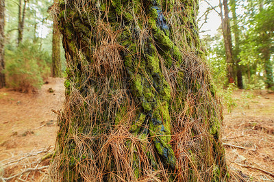 Buy stock photo Closeup view of a mossy palm tree in a deciduous forest in Santa Cruz de La Palma, Spain. Landscape of the peaceful and tranquil woods in the mountain region of the Canary Islands in Europe 