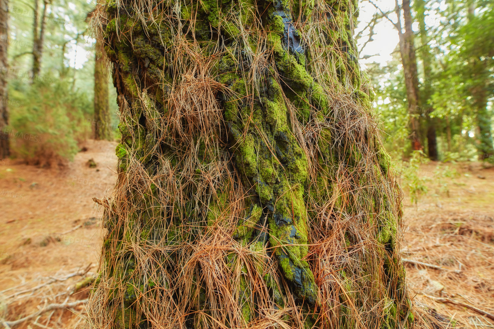 Buy stock photo Closeup view of a mossy palm tree in a deciduous forest in Santa Cruz de La Palma, Spain. Landscape of the peaceful and tranquil woods in the mountain region of the Canary Islands in Europe 