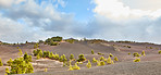 Pine forest in the mountaions of  La Palma