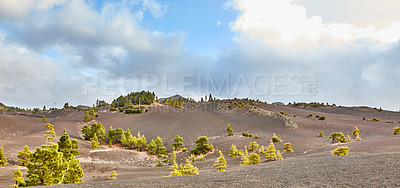 Buy stock photo Landscape of fir, cedar or pine trees growing in quiet environmental nature conservation woods in Europe. Green coniferous forest in remote countryside mountains in La Palma, Canary Islands, Spain