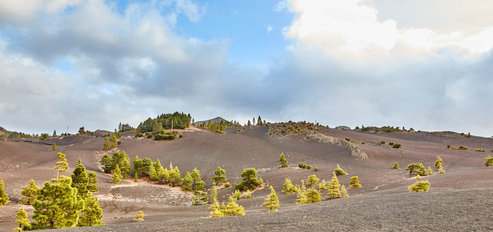 Buy stock photo Landscape of fir, cedar or pine trees growing in quiet environmental nature conservation woods in Europe. Green coniferous forest in remote countryside mountains in La Palma, Canary Islands, Spain