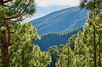 Pine forest in the mountaions of  La Palma