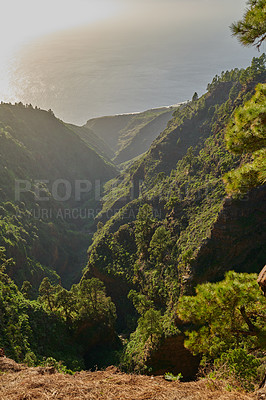 Buy stock photo Landscape of pine forest in the mountains on a sunny day with copy space. Lush green trees and plants in secluded woods. Beautiful tourism or hiking nature scenery in La Palma, Canary Islands, Spain