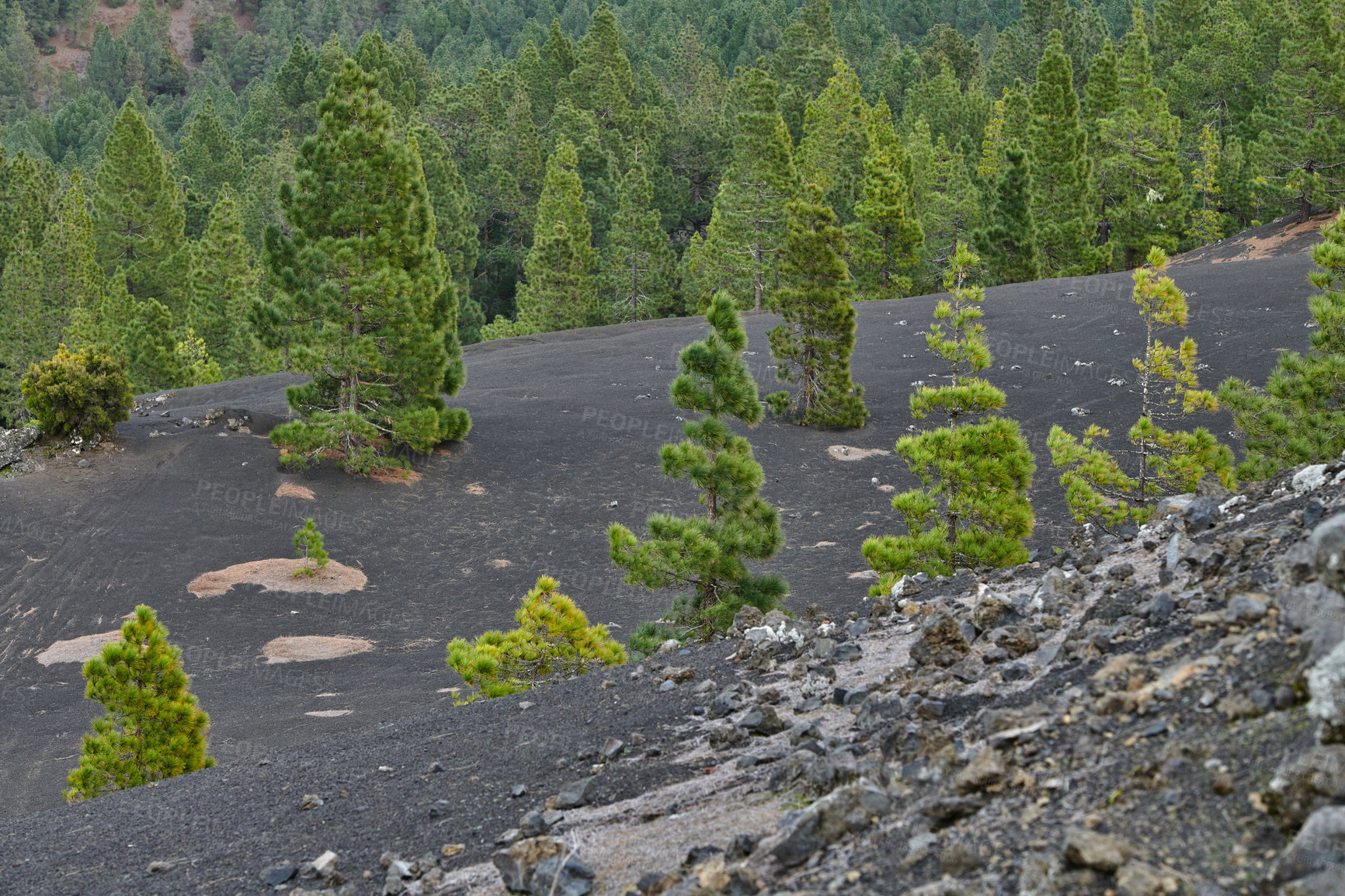 Buy stock photo Beautiful lava landscape on the Cumbre Nueva in La Palma