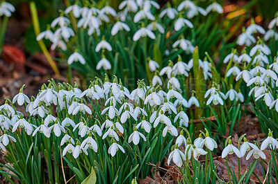 Buy stock photo Snowdrops - Galanthus is a small genus of about 20 species of bulbous herbaceous plants in the family Amaryllidaceae, subfamily Amaryllidoideae. Most flower in winter, before the vernal equinox, but certain species flower in early spring and late autumn.