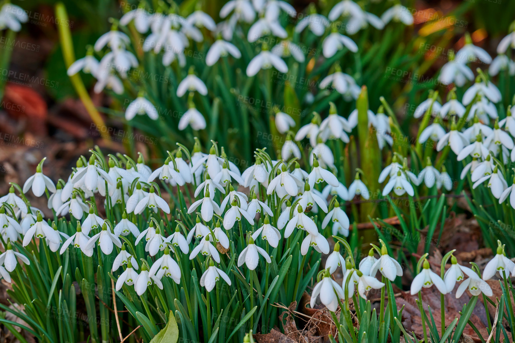 Buy stock photo Snowdrops - Galanthus is a small genus of about 20 species of bulbous herbaceous plants in the family Amaryllidaceae, subfamily Amaryllidoideae. Most flower in winter, before the vernal equinox, but certain species flower in early spring and late autumn.