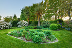 Rhododendron - garden flowers in May