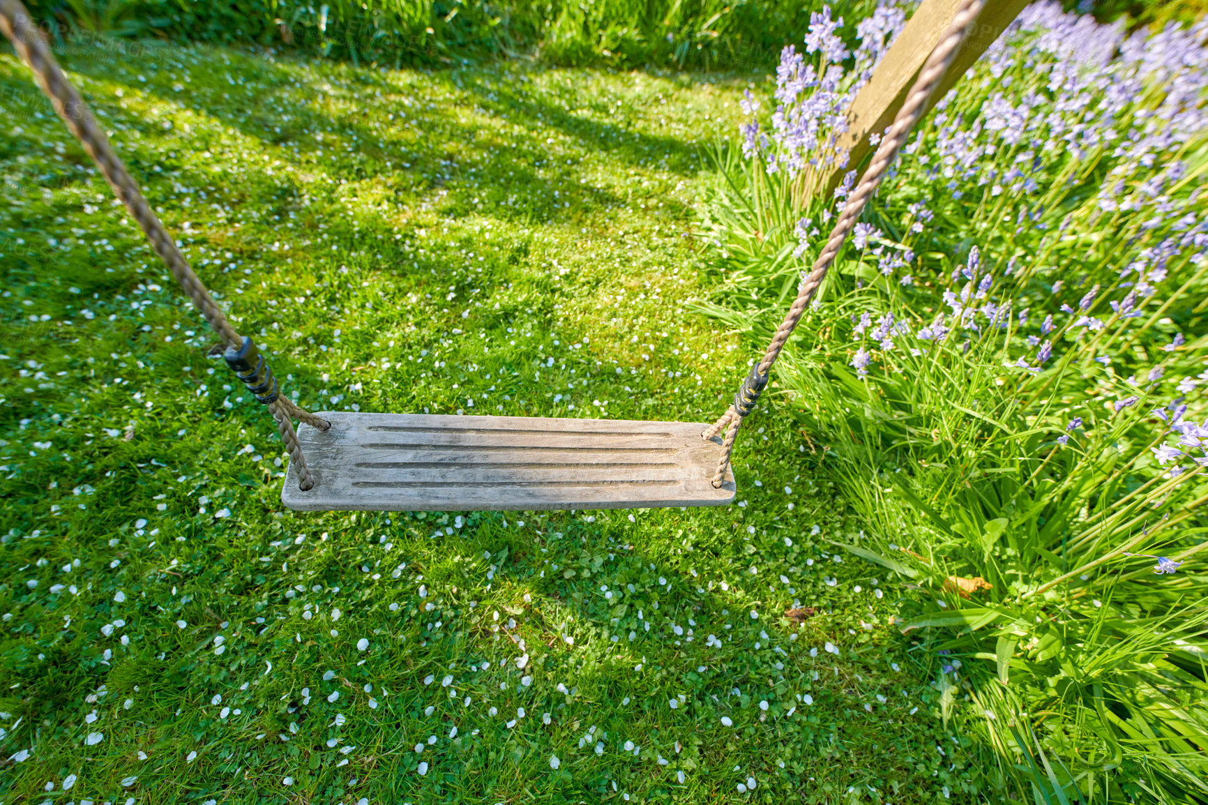 Buy stock photo Closeup of an empty seat on a swing in a backyard garden in summer. Green lush grass foliage growing in a garden with lavender flowers blossoming and blooming. Old rustic wooden swing in a meadow