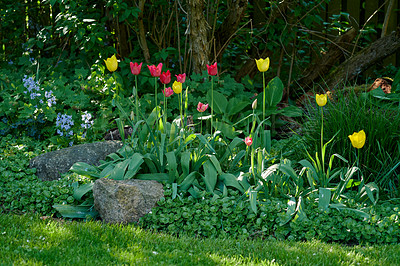 Buy stock photo Bright red and yellow tulip flowers growing and flowering on a green bush or shrub in a remote field, meadow or home garden. Textured detail of perennial plants blossoming and blooming in backyard