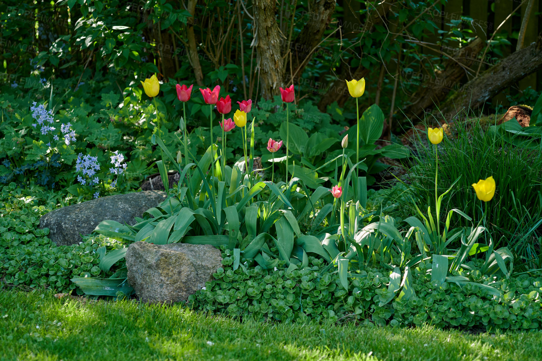 Buy stock photo Bright red and yellow tulip flowers growing and flowering on a green bush or shrub in a remote field, meadow or home garden. Textured detail of perennial plants blossoming and blooming in backyard