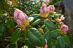 Rhododendron - garden flowers in May