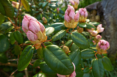 Buy stock photo Rhododendron is a genus of 1,024 species of woody plants in the heath family, either evergreen or deciduous, and found mainly in Asia, although it is also widespread throughout the Southern Highlands of the Appalachian Mountains of North America.