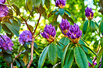 Rhododendron - garden flowers in May