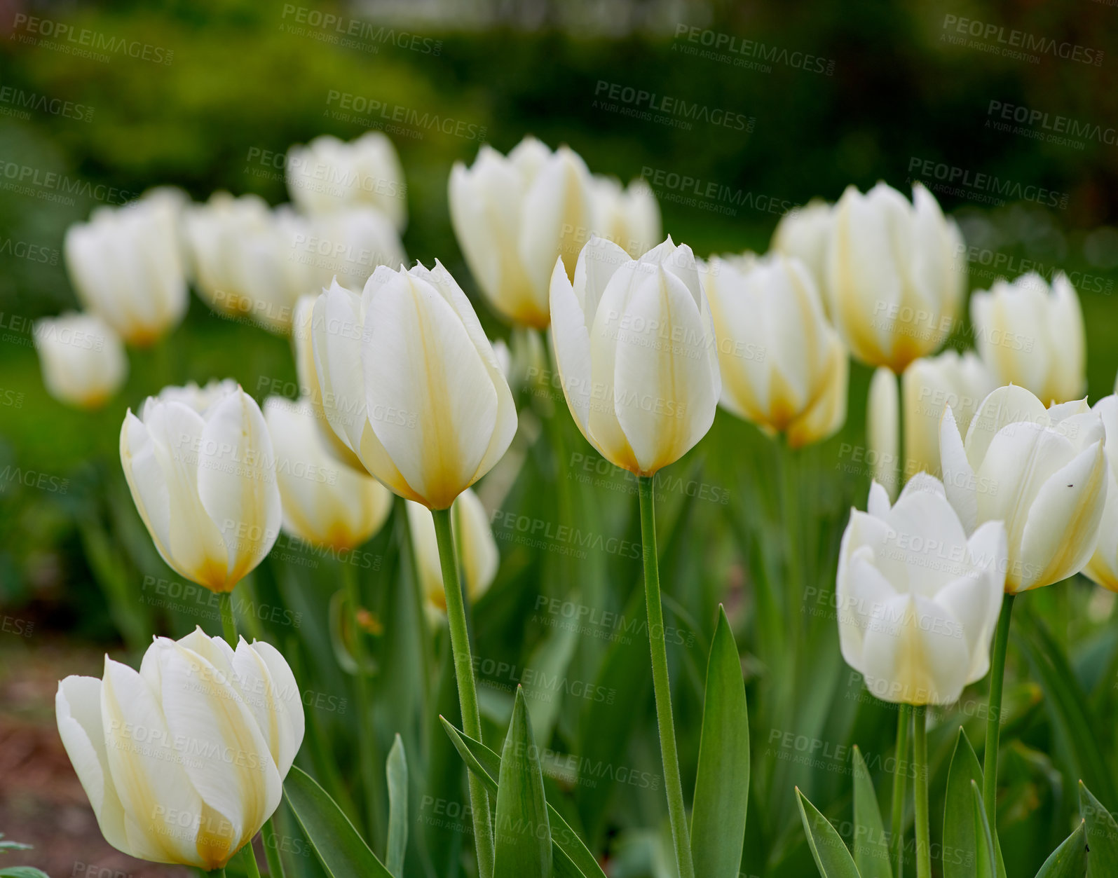 Buy stock photo Beautiful tulips in my garden in early springtime