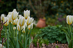 Tulips in my garden
