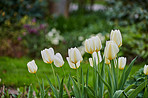 Tulips in my garden