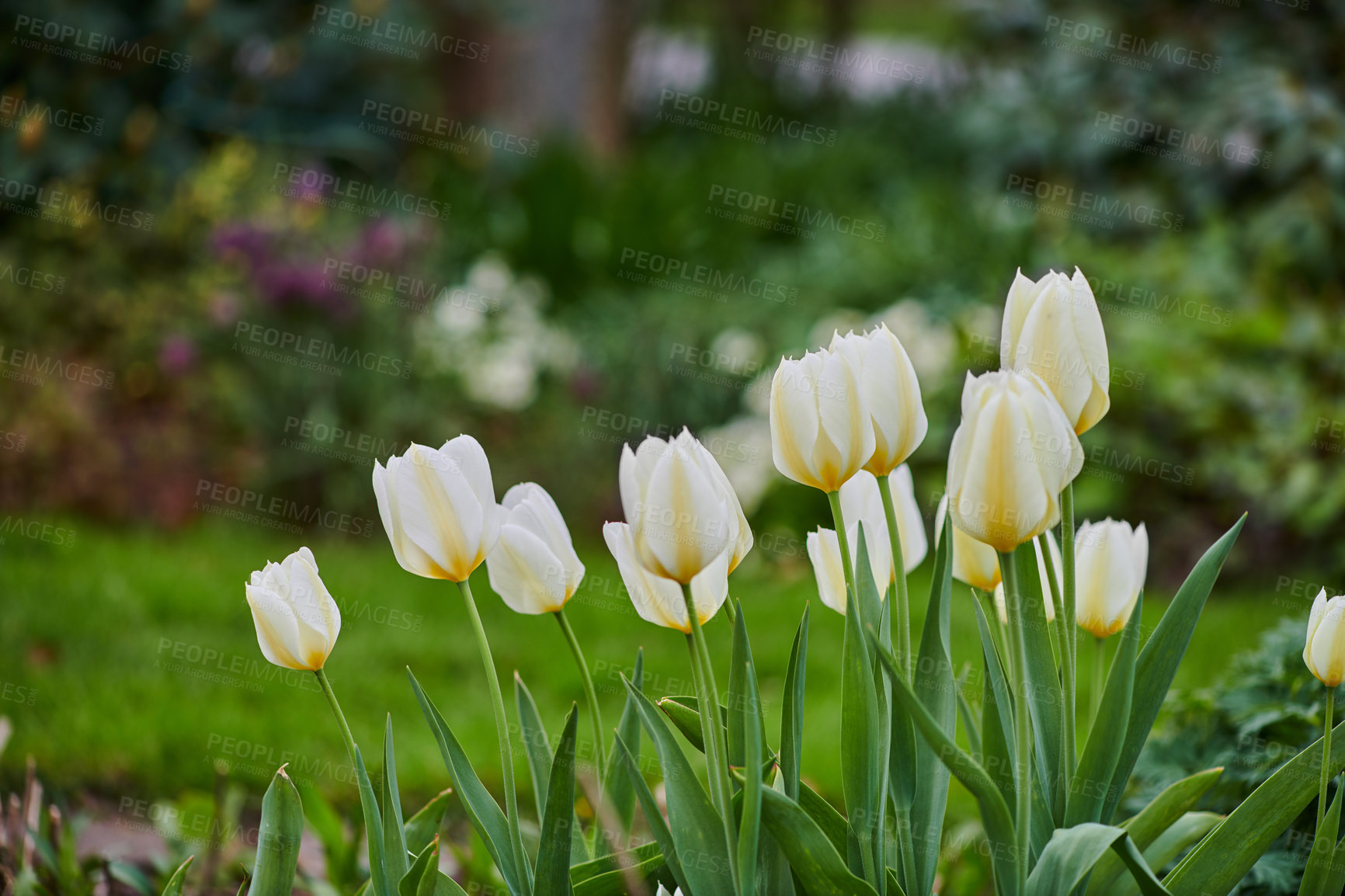 Buy stock photo Beautiful tulips in my garden in early springtime