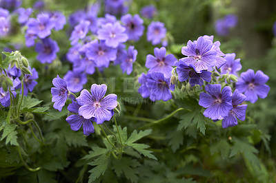 Buy stock photo Closeup of purple cranesbill flowers growing and flowering on a green bush or shrub in a remote field, meadow or home garden. Textured detail of perennial plants blossoming and blooming in backyard