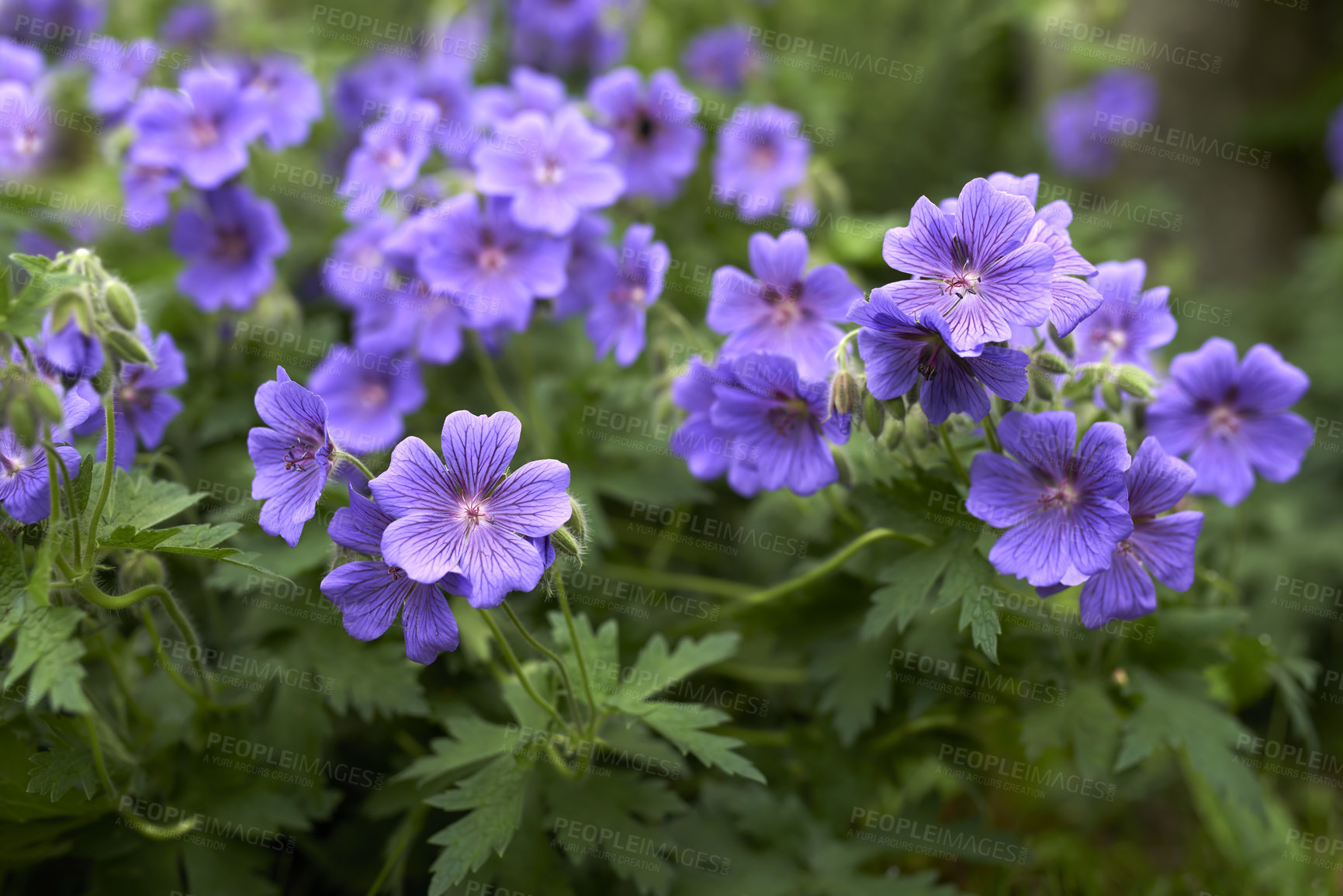 Buy stock photo Closeup of purple cranesbill flowers growing and flowering on a green bush or shrub in a remote field, meadow or home garden. Textured detail of perennial plants blossoming and blooming in backyard