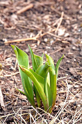 Buy stock photo Closeup of green plant sprouts planted in soil in a garden. Gardening for beginners with plants about to bloom or blossom. The growth and development process of a tulip flower growing in spring